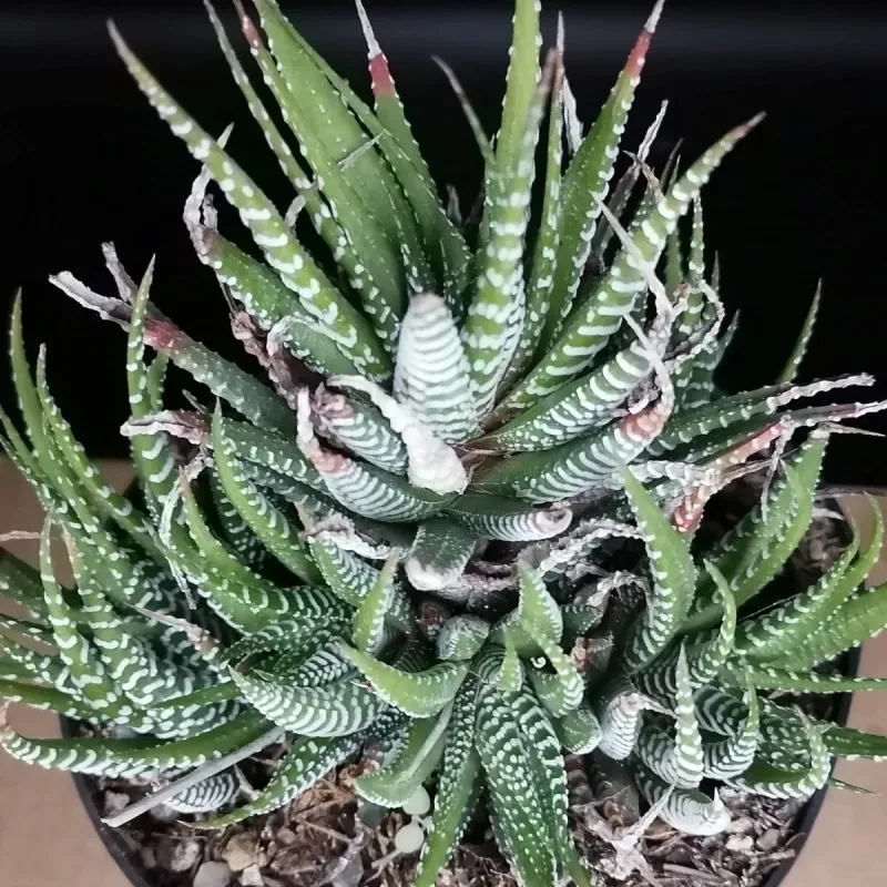 Haworthiopsis attenuata f. Clariperla / Conteneur de 1 à 1.9 litres / Succulente