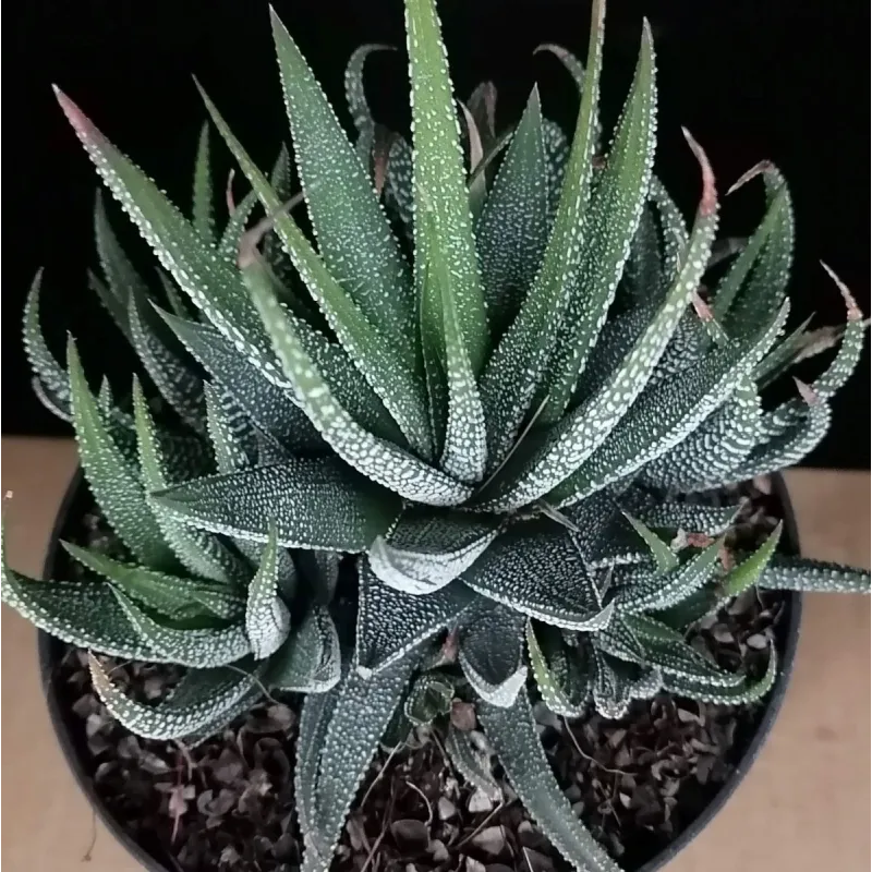 Haworthia fasciata var Concolor / Conteneur de 1 à 1.9 litres / Succulente