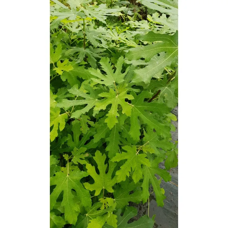 Ficus carica 'Longue d'août' / Figuier 'Longue d'août' / Conteneur de 0.75 à 1.9 litres / Touffe