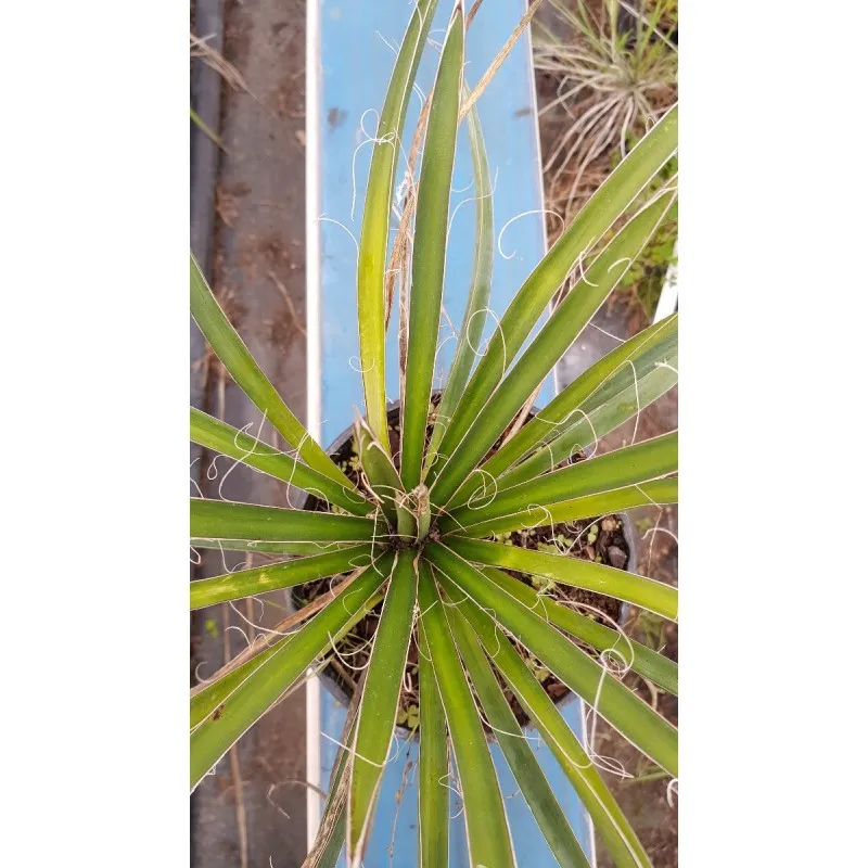 Yucca filifera / Yucca filifère / Conteneur de 2 à 2.9 litres