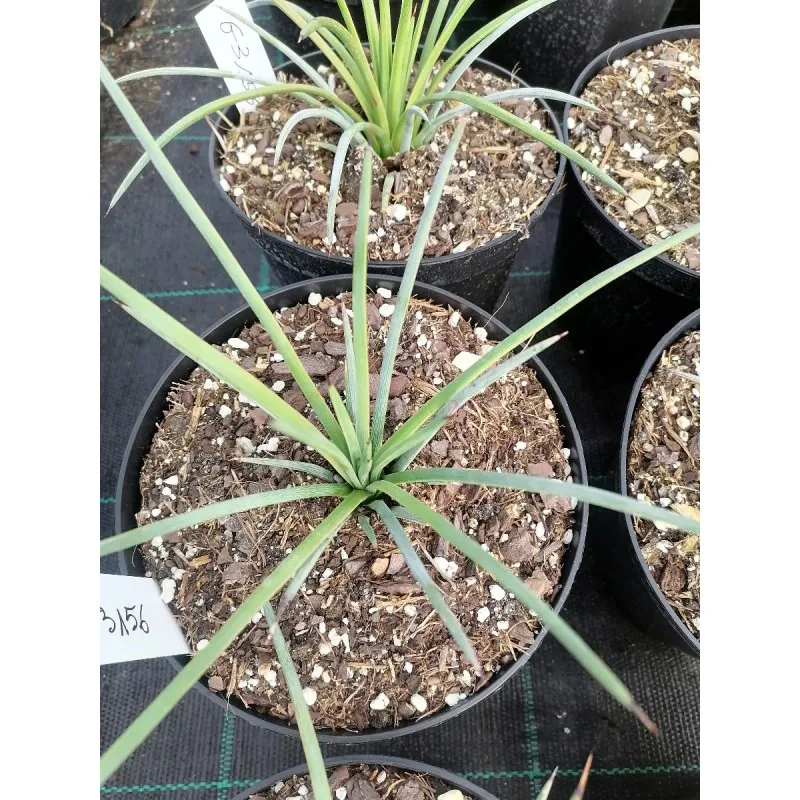 Agave stricta v. Echinus / Conteneur de 2 à 2.9 litres