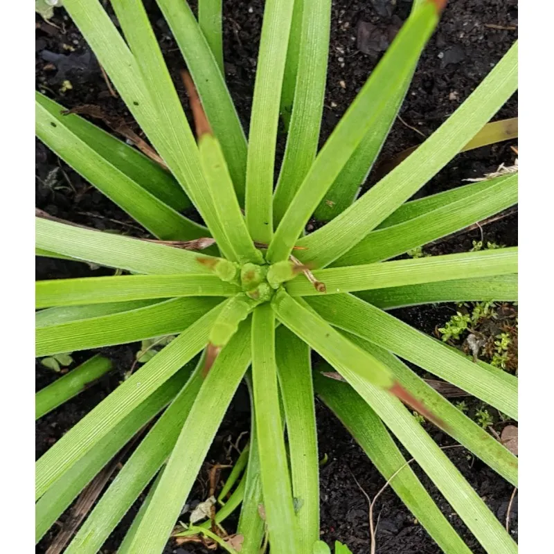 Agave stricta 'Rubra' / Conteneur de 2 à 2.9 litres