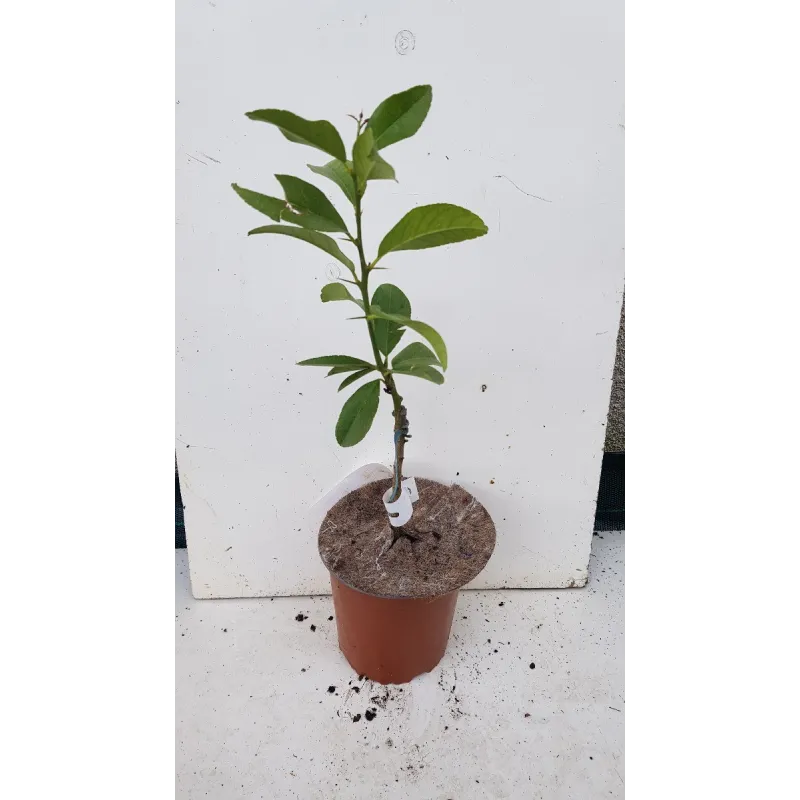 Citrus limon 'Lunario' greffé sur Poncirus trifoliata / Citronnier 4 Saisons 'Lunario' / Conteneur de 1 à 1.9 litres / Tigette