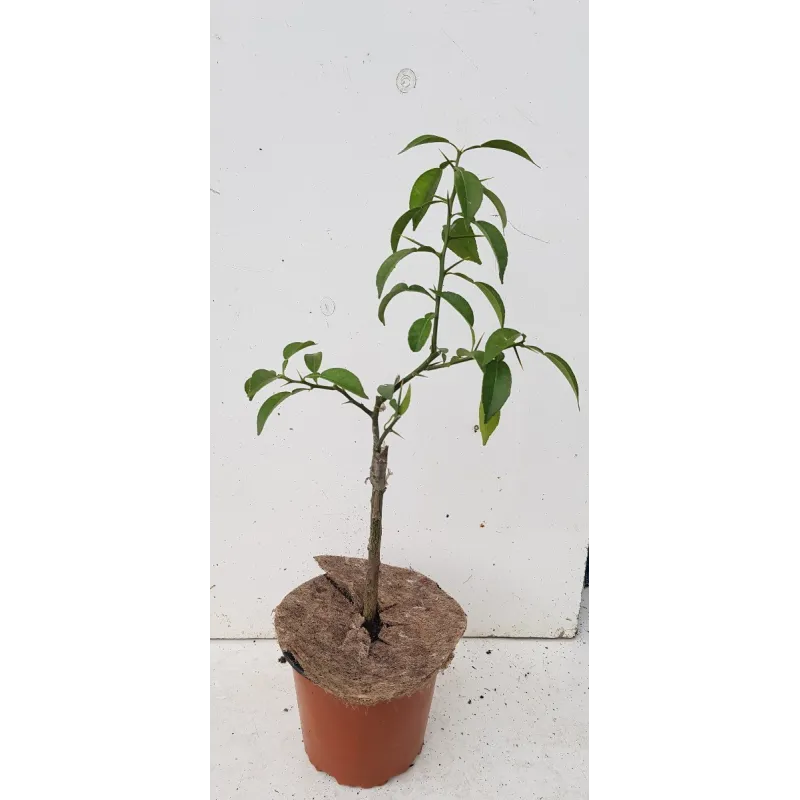 Citrus x junos sur Poncirus trifoliata / Citronnier Yuzu / Conteneur de 1 à 1.9 litres / Tigette