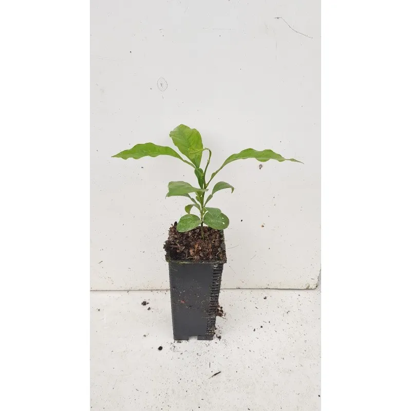 Citrus aurantium L. / Bigarade Maroc SG / Godet Anti-chignon / Porte-greffe