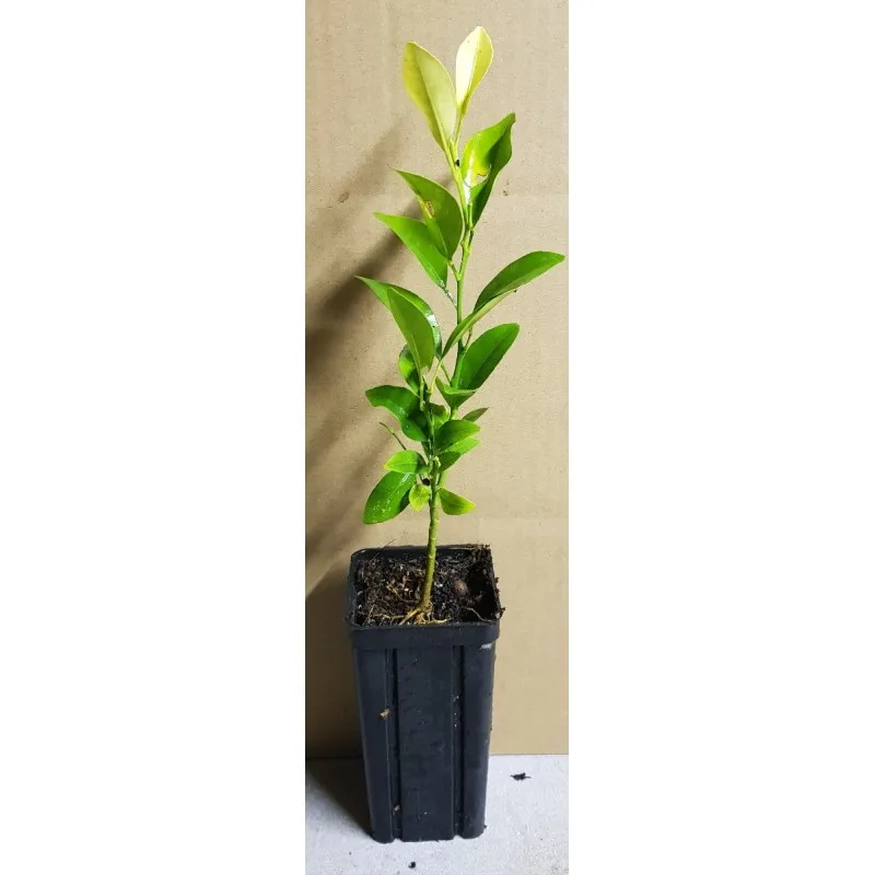 Citrus reshni Hort. ex Tanaka (De semis) / Mandarine Cléopatre / Godet anti-chignon