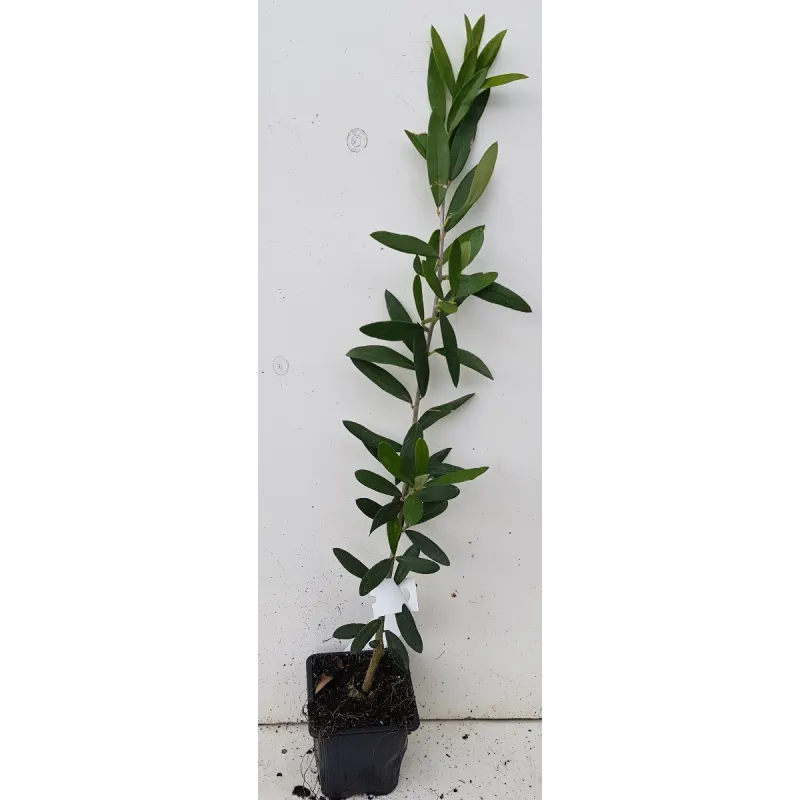 Olea europaea 'Negrette' / Olivier du Midi / Godet