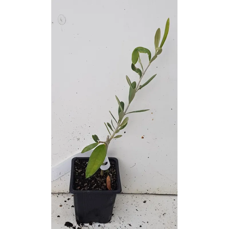 Olea europaea 'Cailletier' / Olivier de Nice / Godet