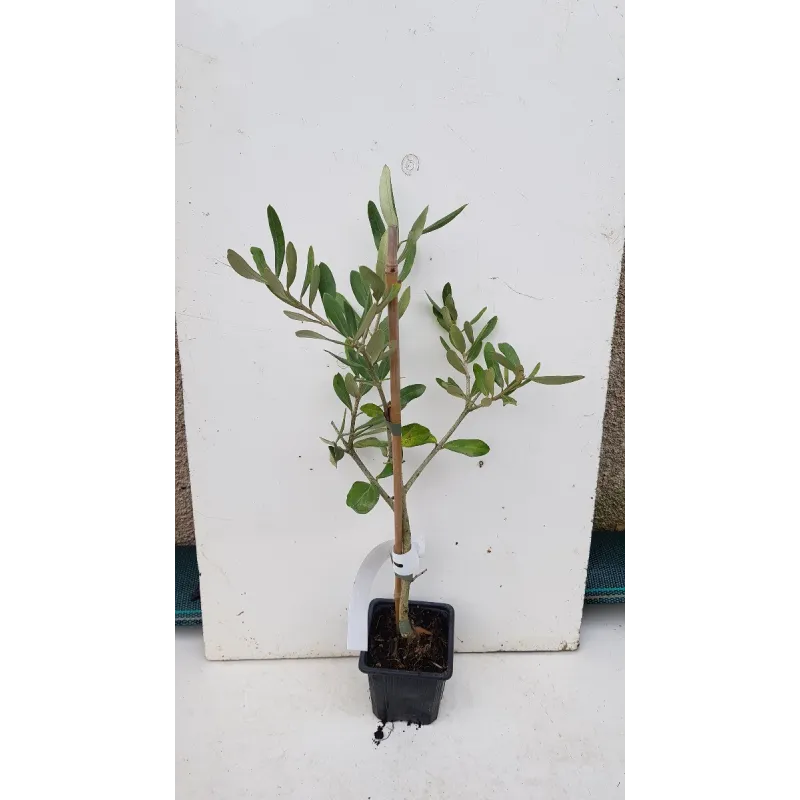Olea europaea 'Olivière' / Olivier du Roussillon / Godet