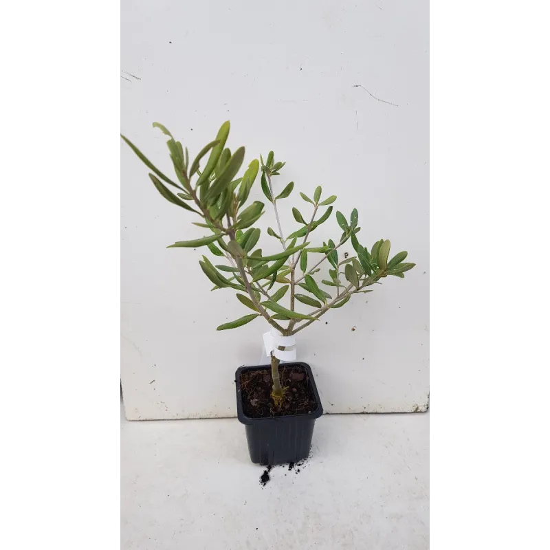 Olea europaea 'Broutignan' / Olivier de Provence / Godet