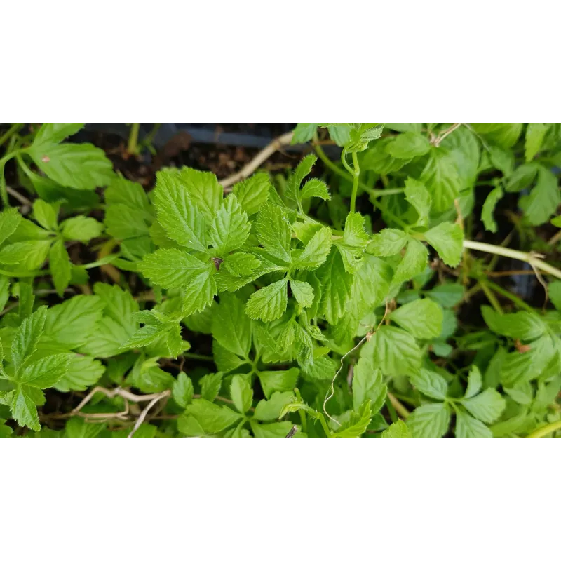 Gynostemma pentaphyllum / Herbe de l'immortalité / Godet / Aromatique