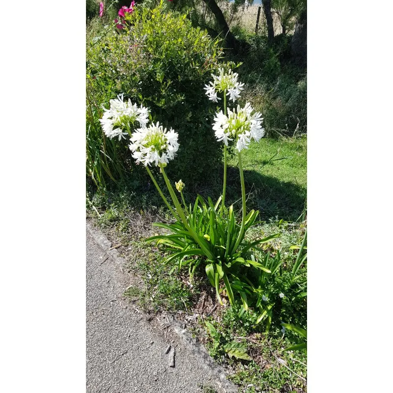 Agapanthus africanus 'Alba' / Lis du Nil blanche / Conteneur de 0.5 à 0.9 litres