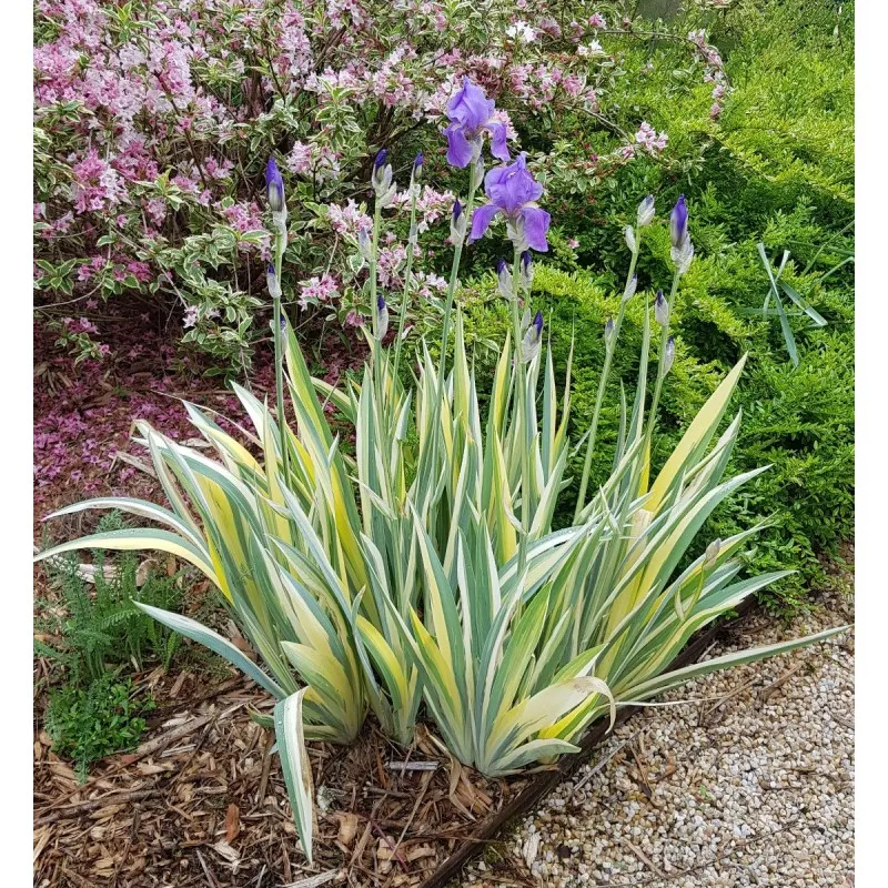 Iris pallida 'Aurea Variegata' / Iris pâle panaché de jaune / Conteneur de 0.5 à 0.9 litres