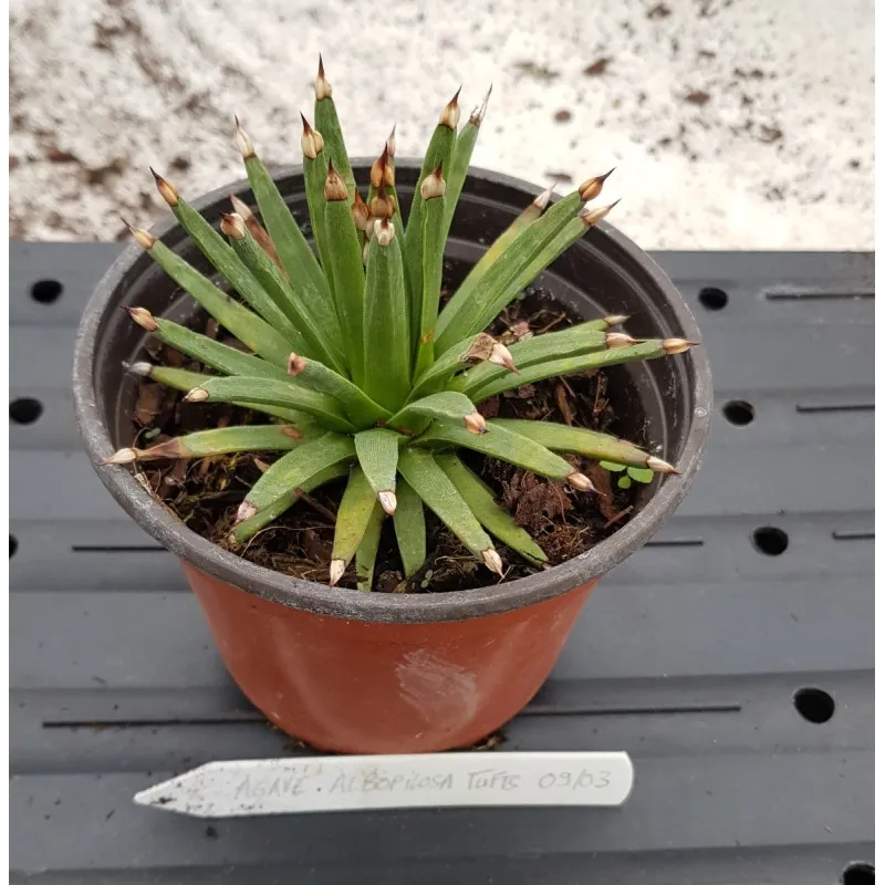 Agave albopilosa 'Tufts' / Agave à poils blancs / Conteneur de 0.5 à 1.9 litres