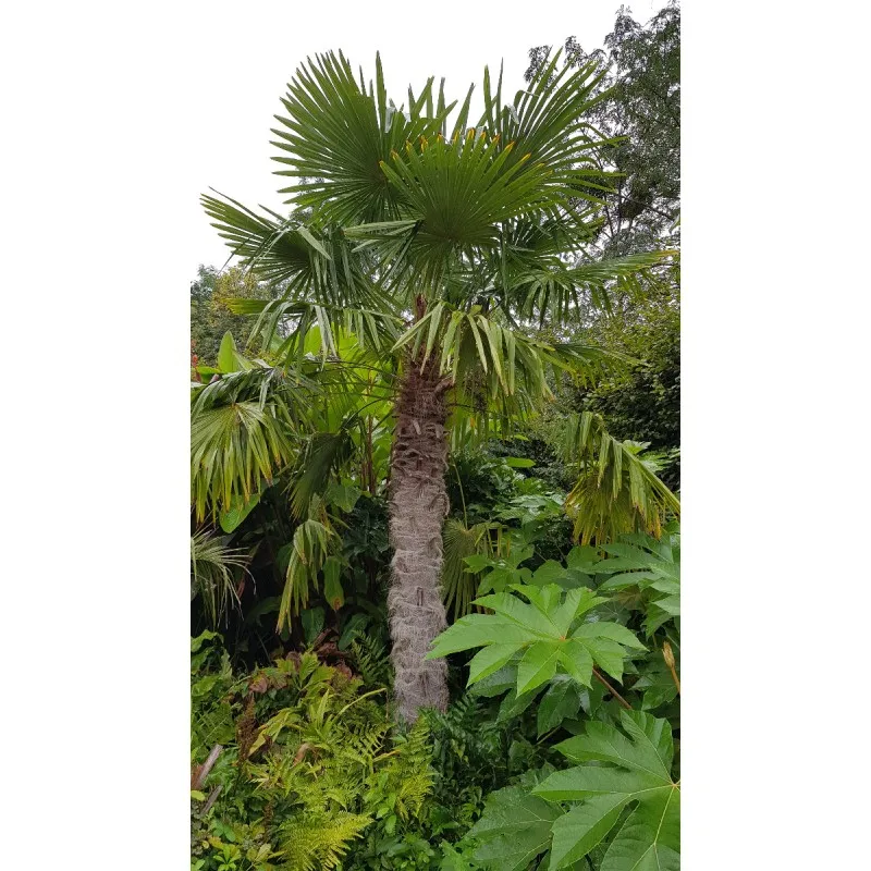 Trachycarpus fortunei / Palmier de Chine / Godet Anti-Chignon
