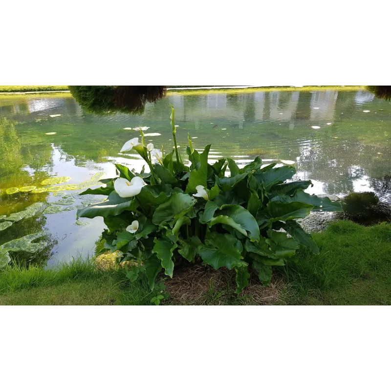Zantedeschia aethiopica / Arum blanc d'Ethiopie / Conteneur de 1.5 à 2.9 litres