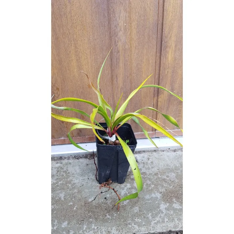 Yucca rupicola / Yucca ondulé / Godet Anti-chignon