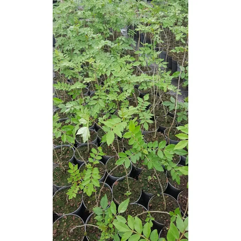 Zanthoxylum americanum / Poivrier américain / Conteneur de 1.5 à 2.9 litres / Baliveau