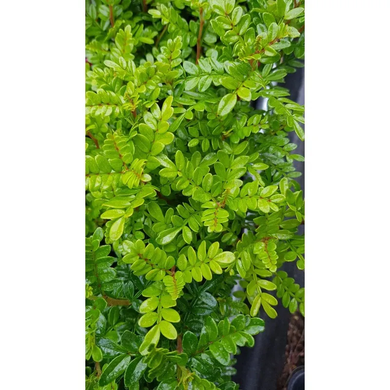 Zanthoxylum beecheyanum (De semis) / Faux poivrier du Sichuan / Godet / Aromatique