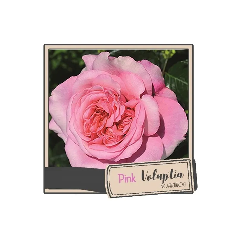 Rosa x Pink Voluptia ® 'Noa1811108' / Rosier Buisson Pink Voluptia ® 'Noa1811108' / Conteneur de 3 à 4 litres