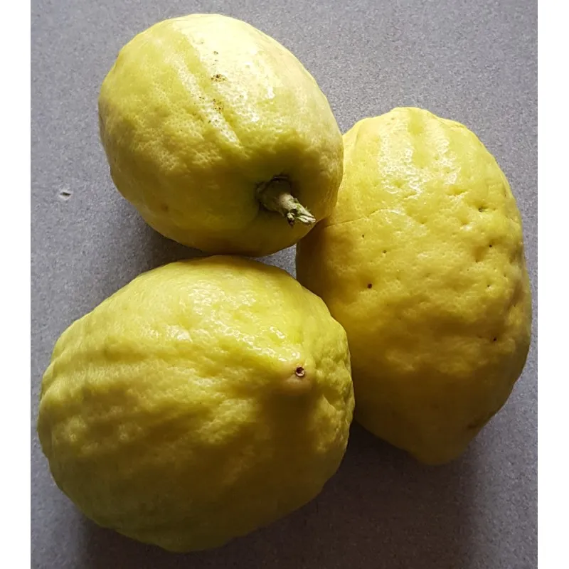 Citrus medica 'Diamante' greffé sur Poncirus trifoliata / Cédratier Diamante / Conteneur de 2 à 2.9 litres / Touffe