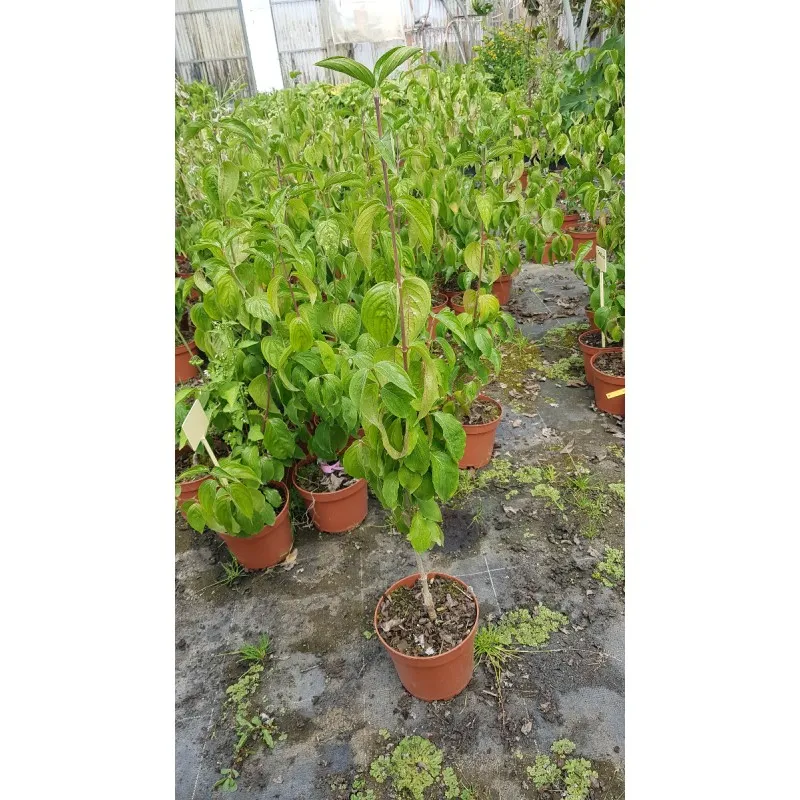 Cornus mas 'Podolski' / Cornouiller mâle Podolski / Conteneur de 2 à 2.9 litres