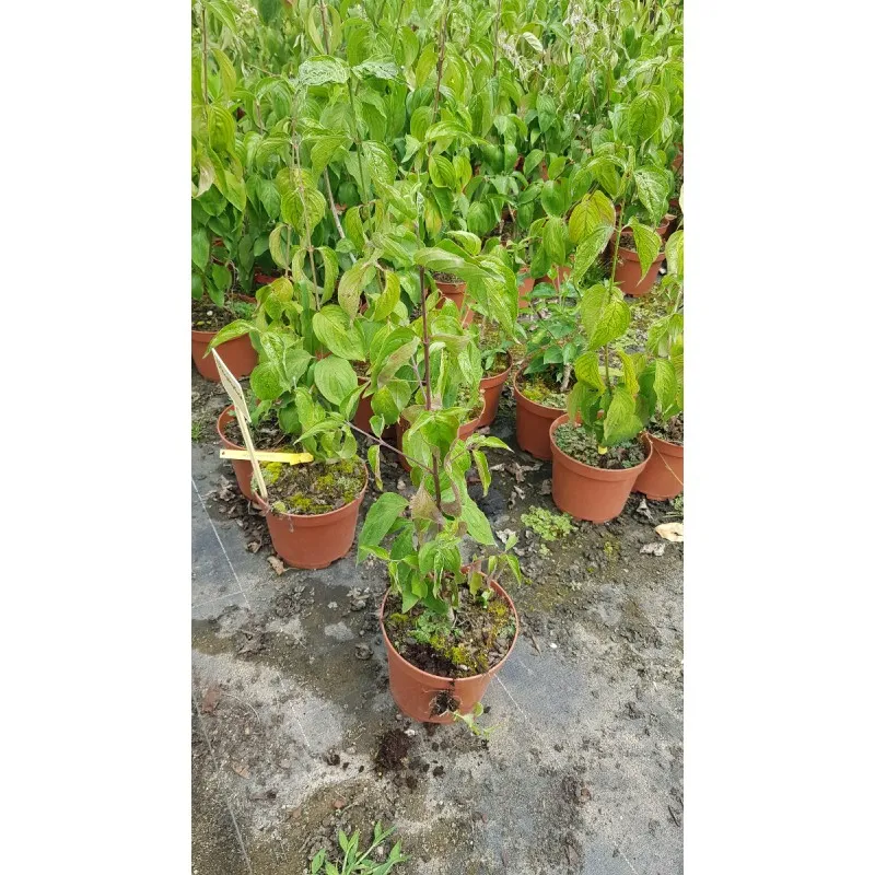 Cornus mas 'Slowianin' / Cornouiller mâle Slowianin / Conteneur de 2 à 2.9 litres