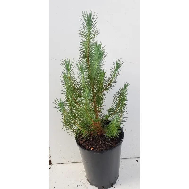 Pinus pinea 'Silver Crest'® / Pin parasol nain 'Silver Crest'® / Conteneur de 2 à 2.9 litres