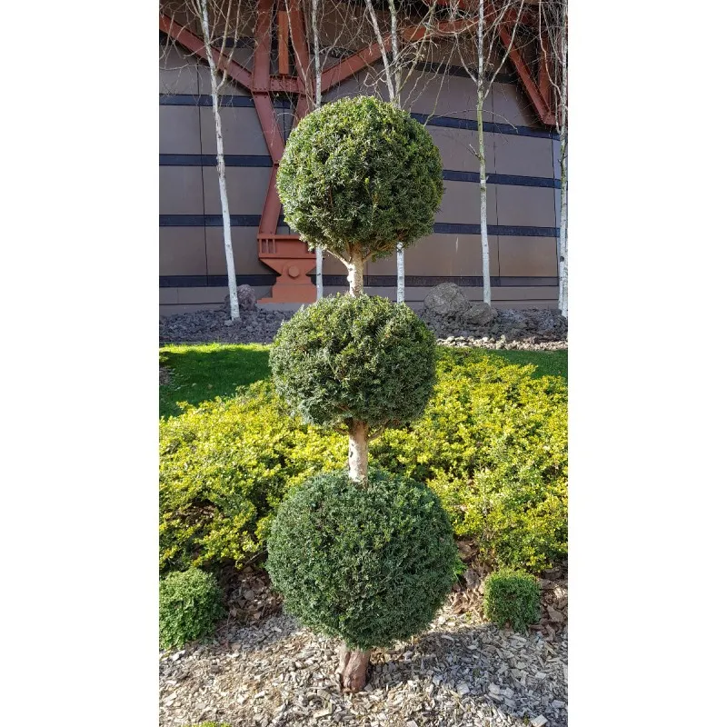 Taxus baccata / If commun / Conteneur de 4 à 6 litres / Conifère