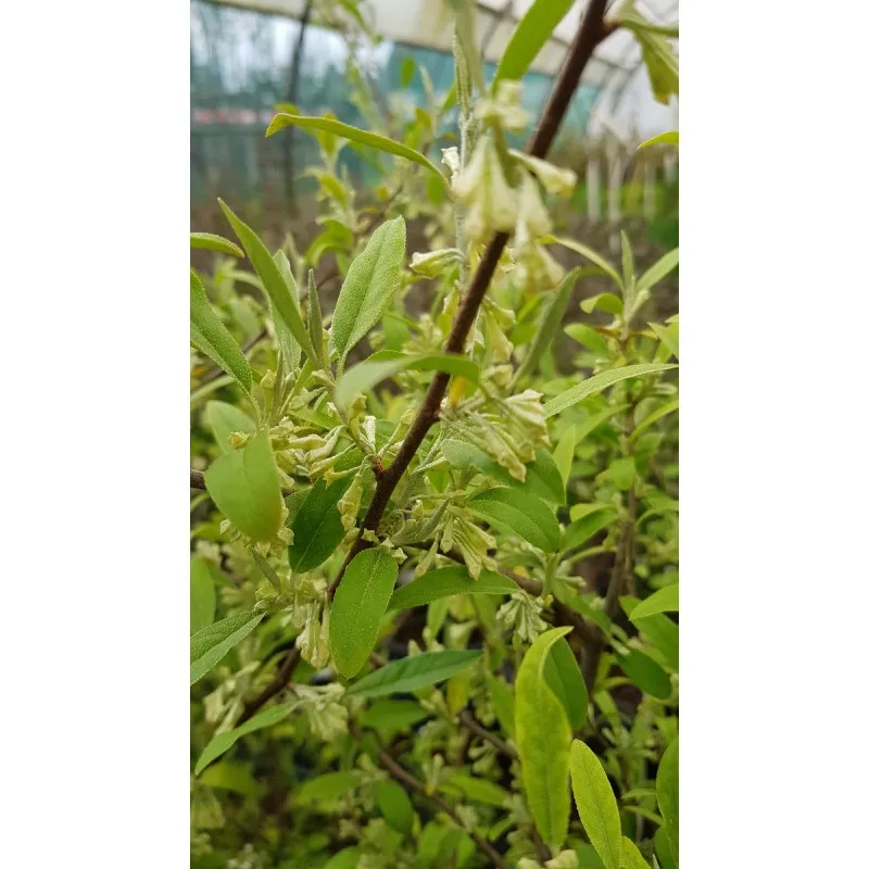 Elaeagnus multiflora / Goumi du Japon à baies rouges / Godet