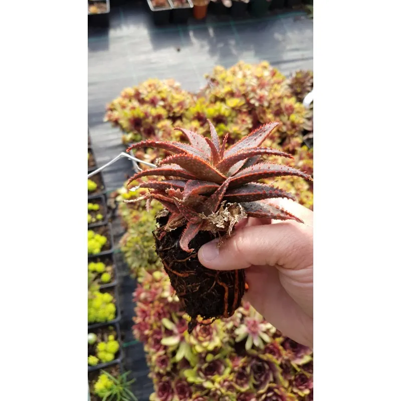Aloe x 'Christmas carol' / Aloès Christmas carol / Ecomotte / Succulente