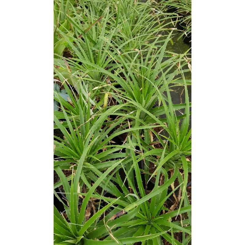 Puya chilensis / Broméliacée du Chili / Conteneur de 2 à 2.9 litres / Orchidée