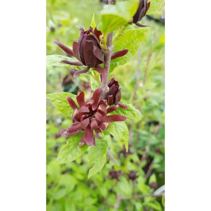 Calycanthus floridus / Arbre aux anémones / Conteneur de 7 à 10 litres