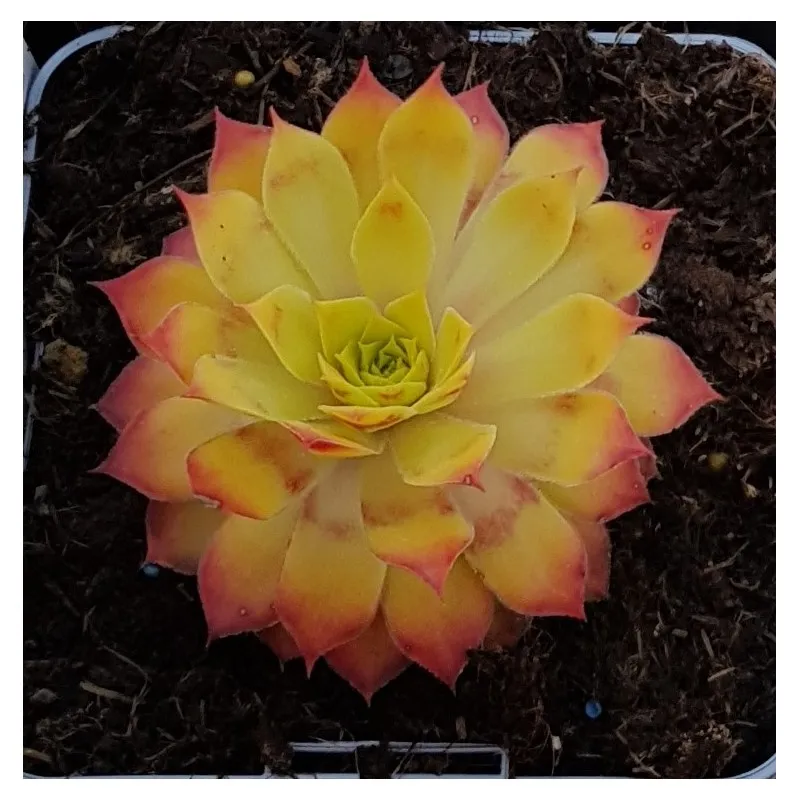 Sempervivum chick charms ® 'Gold nugget' / Joubarbe à rosette jaune orangé / Godet / Succulente
