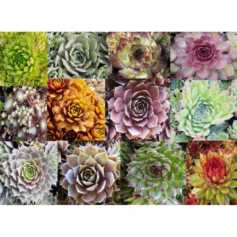 Kit collection Sempervivum Chick Charms® (Par 12) / Godet / Succulente