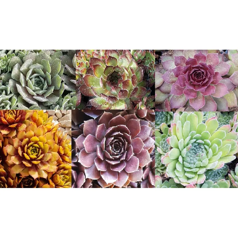 Kit collection Sempervivum Chick Charms® (Par 6) / Godet / Succulente