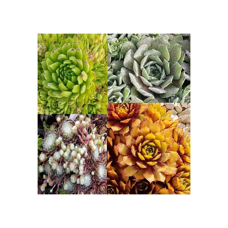 Kit collection Sempervivum Chick Charms® (Par 4) / Godet / Succulente