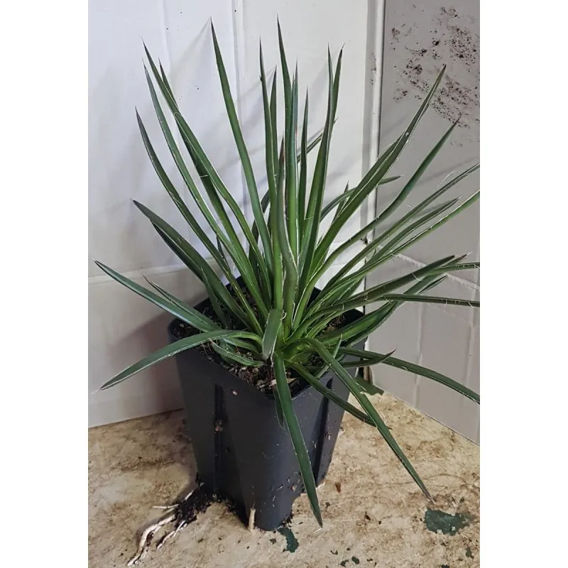 Agave geminiflora / Agave à fleurs géminées / Godet anti-chignon