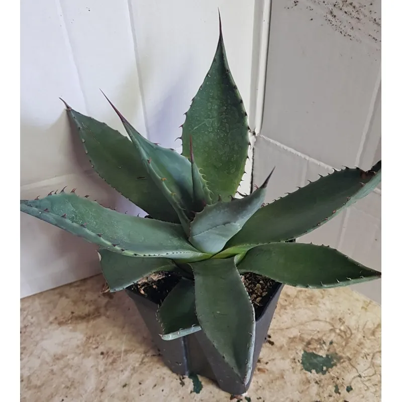 Agave applanata / Godet anti-chignon