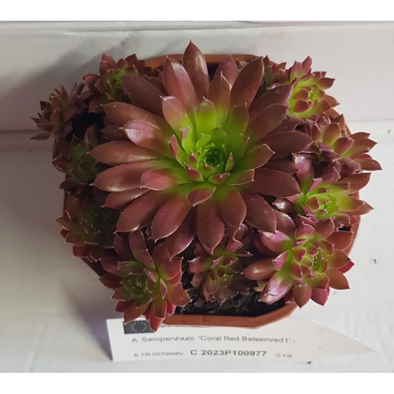 Sempervivum COLOROCKZ® Coral Red® 'Belsemred1' / Joubarbe rouge / Coupe de 12 cm / Succulente