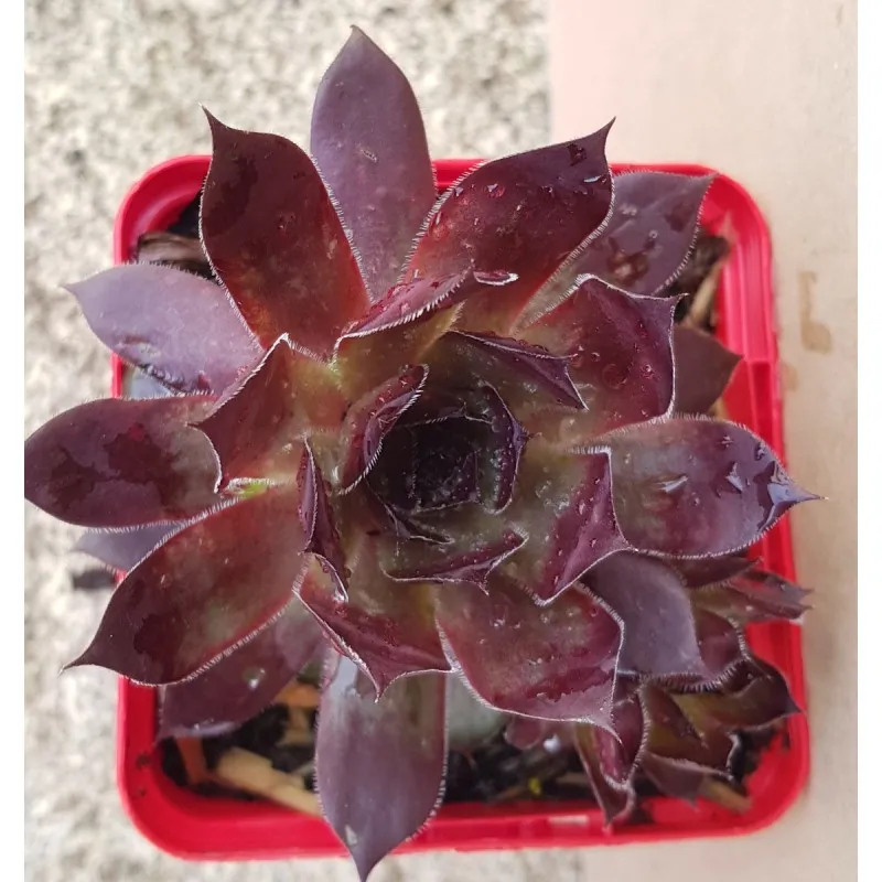 Sempervivum CHICK CHARMS ® CHOCO LATTE ™ / Joubarbe chocolat / Godet / Succulente