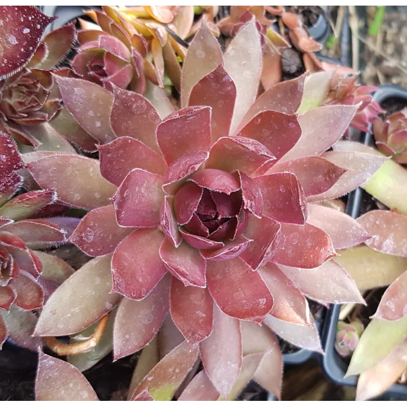 Sempervivum BIG SAM™ 'Power Grenade' / Sempervivum rose bordeaux / Godet / Succulente