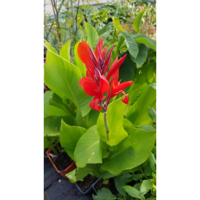 Canna indica Rouge / Conteneur de 2 à 2.9 litres / Vivace