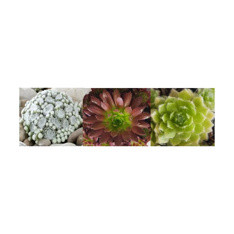 Kit collection Sempervivum COLOROCKZ® (Par 3) / Godet / Succulente