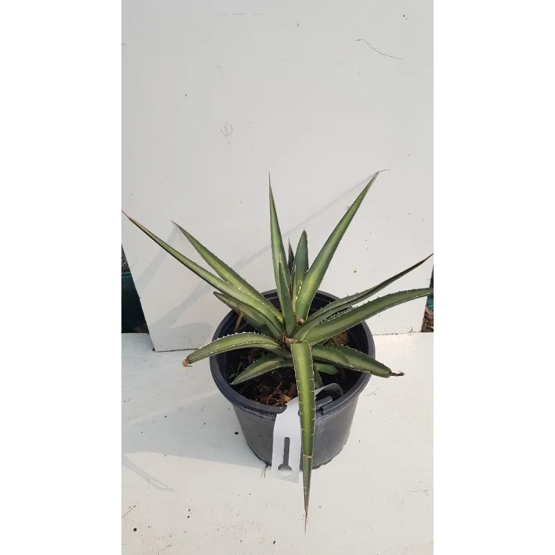 Agave lechuguilla / Conteneur de 2 à 2.9 litres
