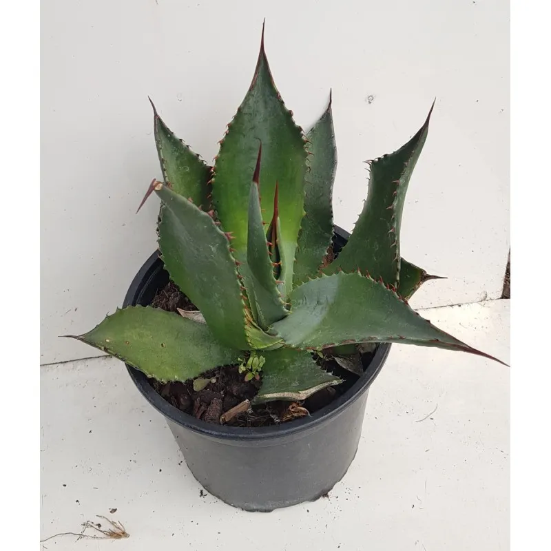Agave palmeri / Agave de Palmer / Conteneur de 2 à 2.9 litres