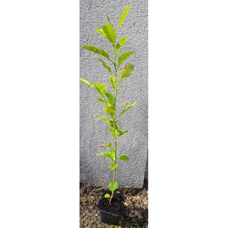 Citrus macrophylla / Citronnier Alemow / Godet / Agrume