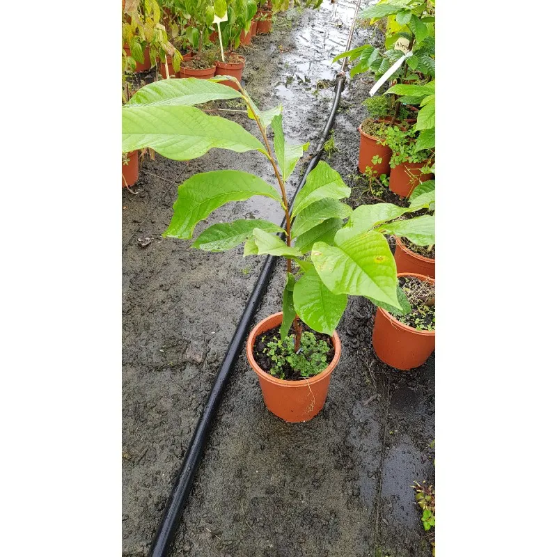 Asimina triloba 'Maria's joy' (De greffe) / Asiminier 'Maria's joy' / Conteneur de 2 à 2.9 litres