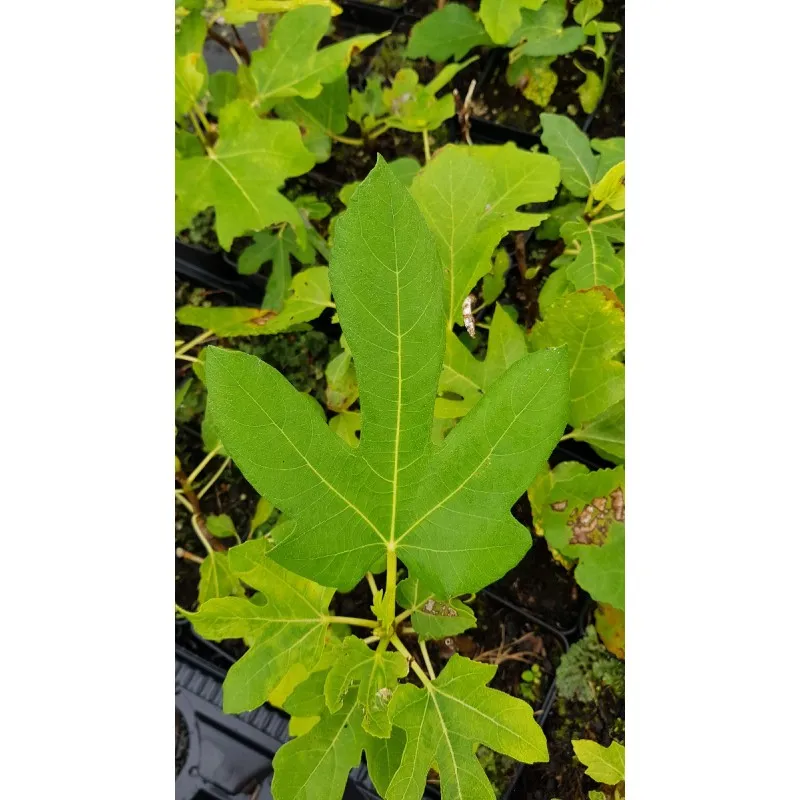 Ficus carica 'Dame Blanche' / Figuier 'Dame Blanche' / Conteneur de 0.75 à 1.9 litres / Touffe