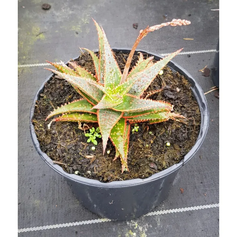 Aloe x 'Christmas carol' / Aloès Christmas carol / Conteneur de 1.5 à 2.9 litres / Succulente